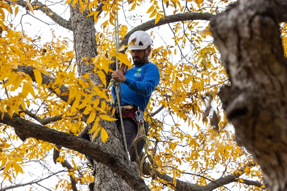 Skilled Tree Pruning crew working in Dodge City