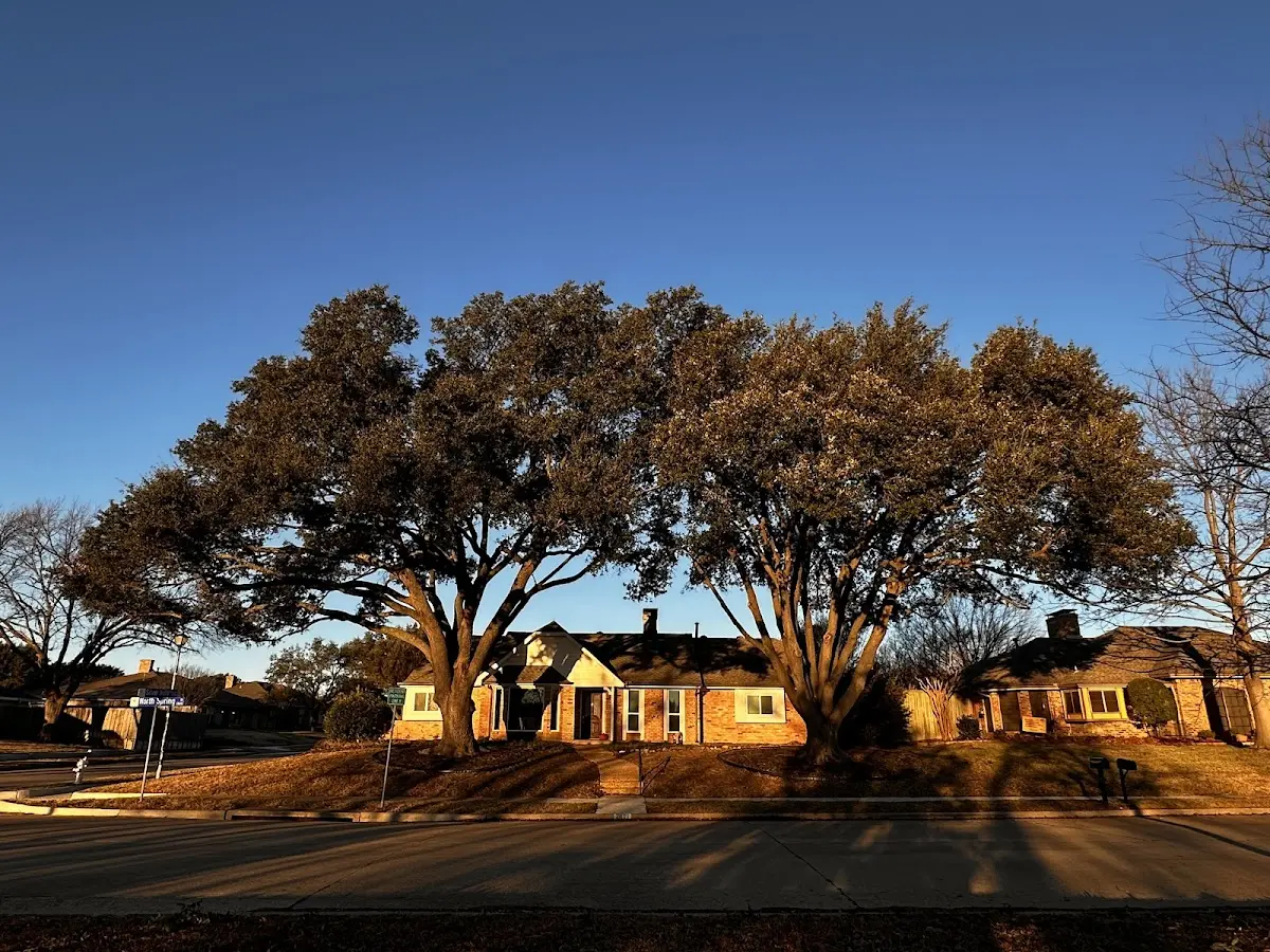 Established residential canopy tree shading a home in Dodge City